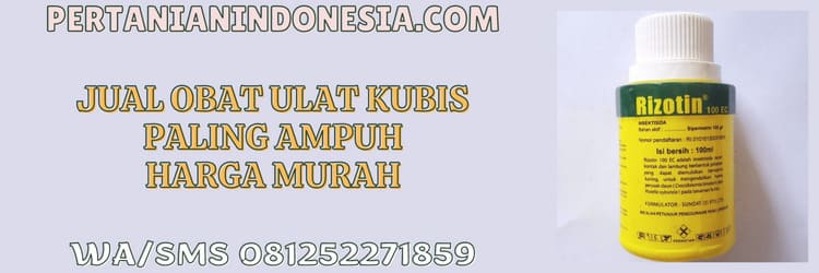 hama ulat kubis,serangga,jual,jual obat ulat kubis paling ampuh,murah
